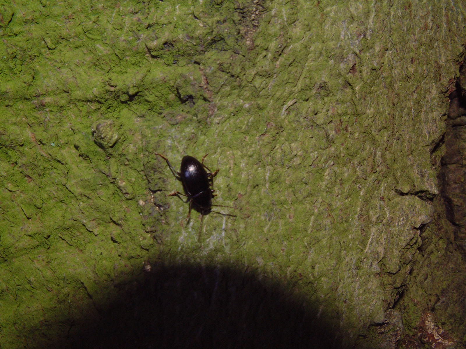 beetle infesting the old beech