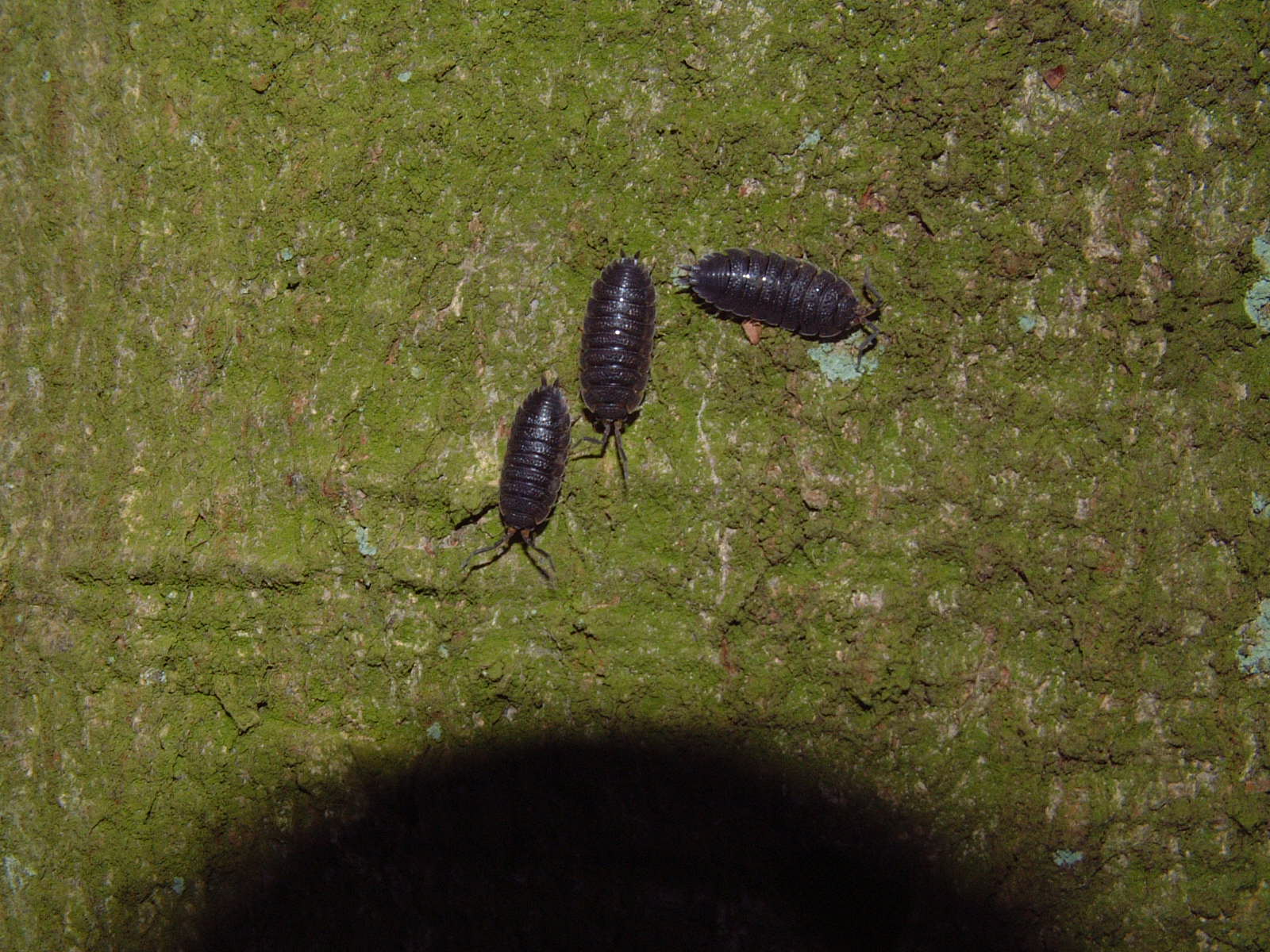 woodlouse on the same tree