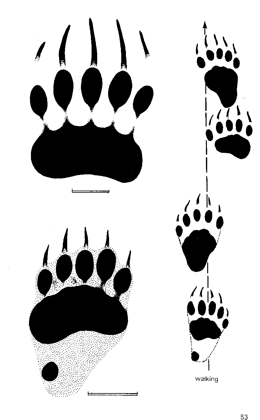 Bear print